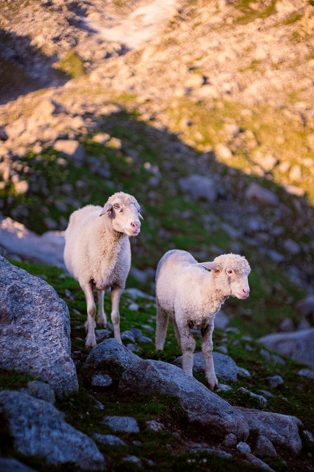 a couple of sheep standing on top of a rocky hillside