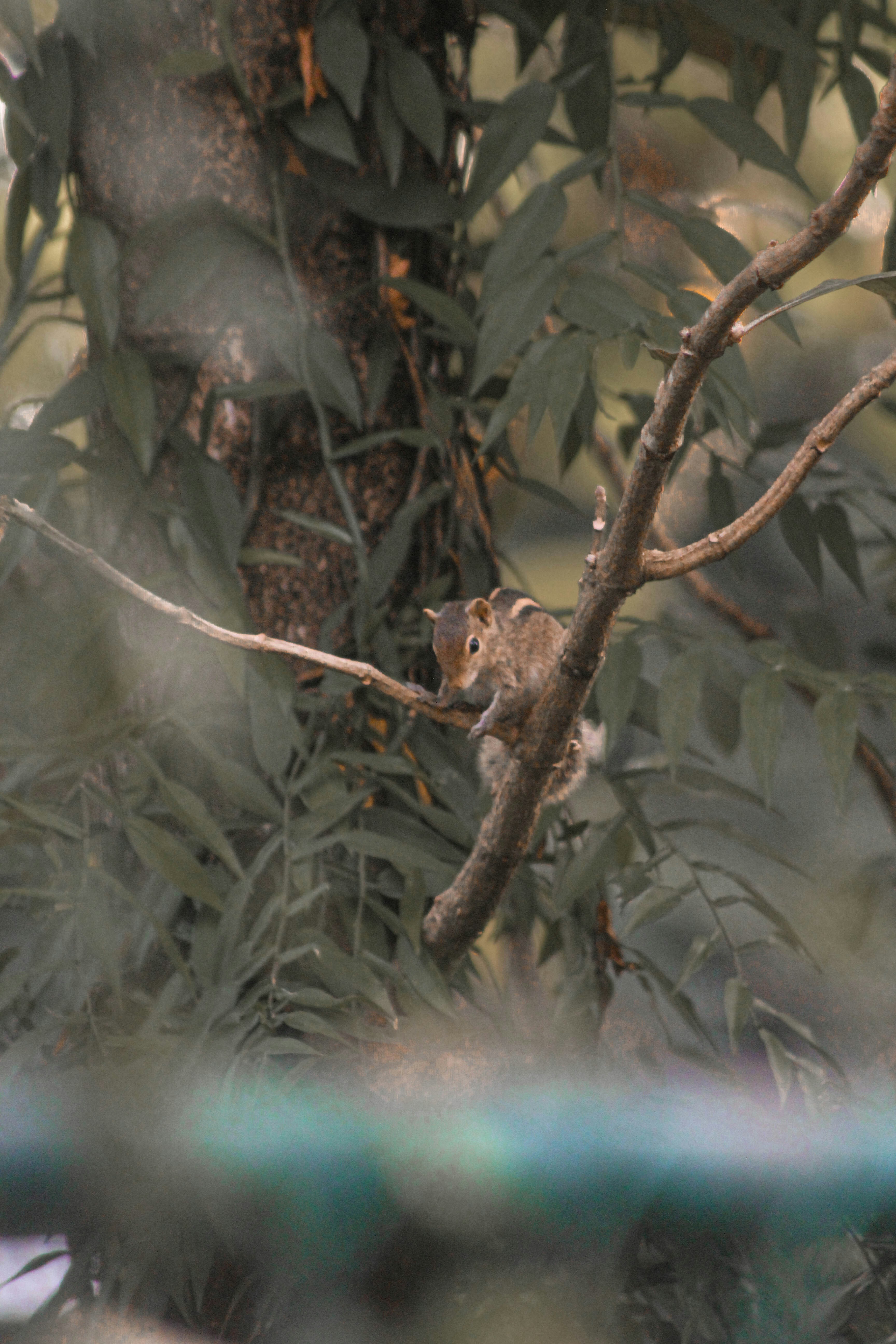 a squirrel sitting on a branch of a tree