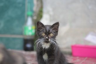a black and white kitten sitting on a tile floor