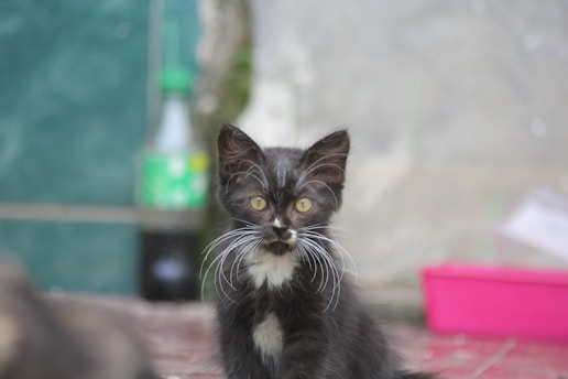 a black and white kitten sitting on a tile floor