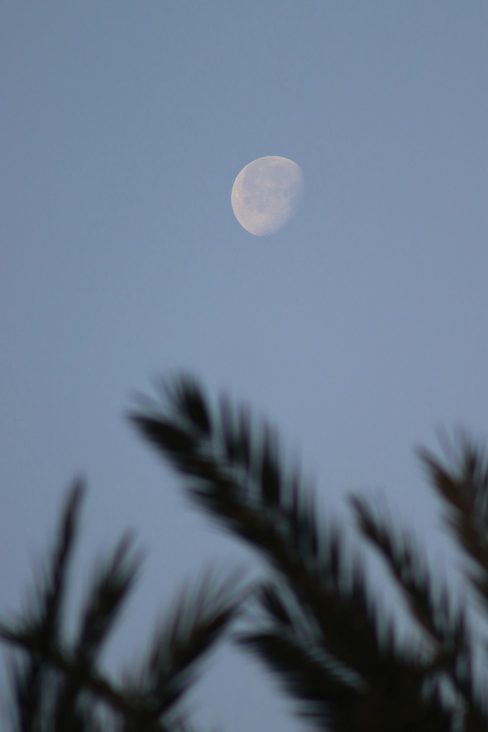 uma lua cheia vista através dos galhos de um pinheiro