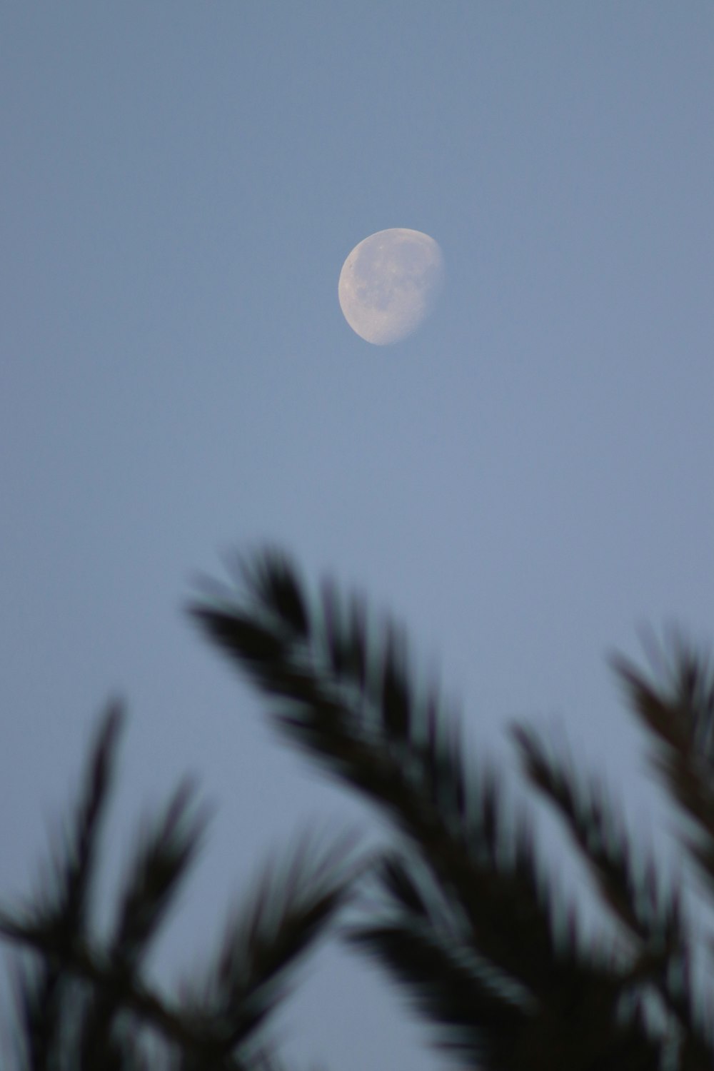 a full moon seen through the branches of a pine tree