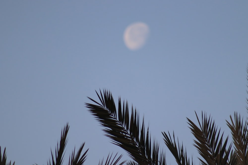 a full moon seen through the branches of a palm tree