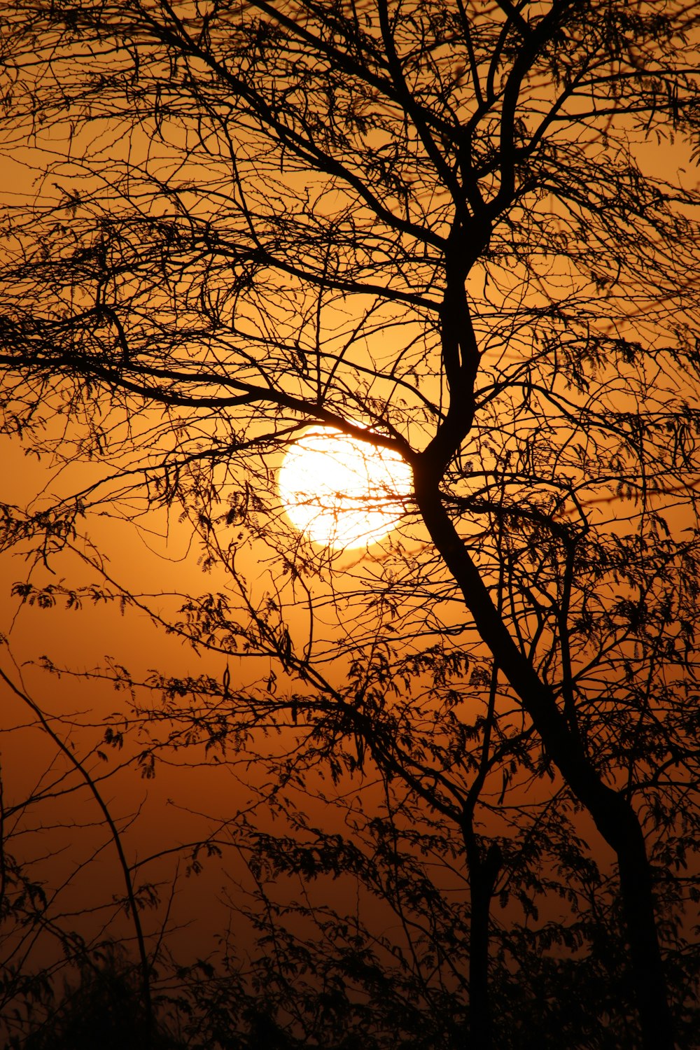 the sun is setting through the branches of a tree