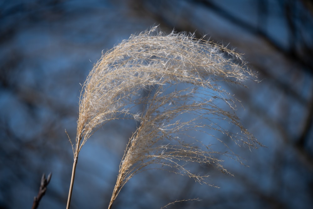 a close up of a plant with a blue sky in the background