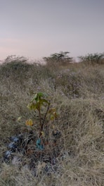 A local Mongolian farmer planting native shrubs in a sunlit patch of dryland landscape.