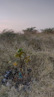 A vibrant sapling being planted in the red soil of Rajasthan under a clear blue sky.