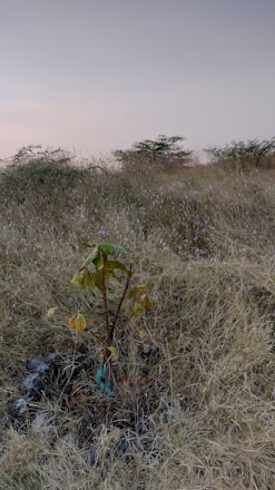 A local Mongolian farmer planting native shrubs in a sunlit patch of dryland landscape.