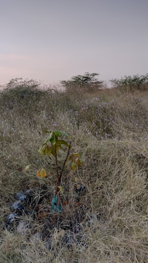 A vibrant sapling being planted in the red soil of Rajasthan under a clear blue sky.