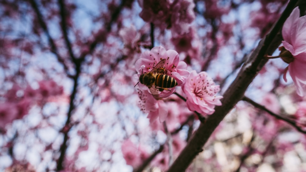 a bee is sitting on a pink flower