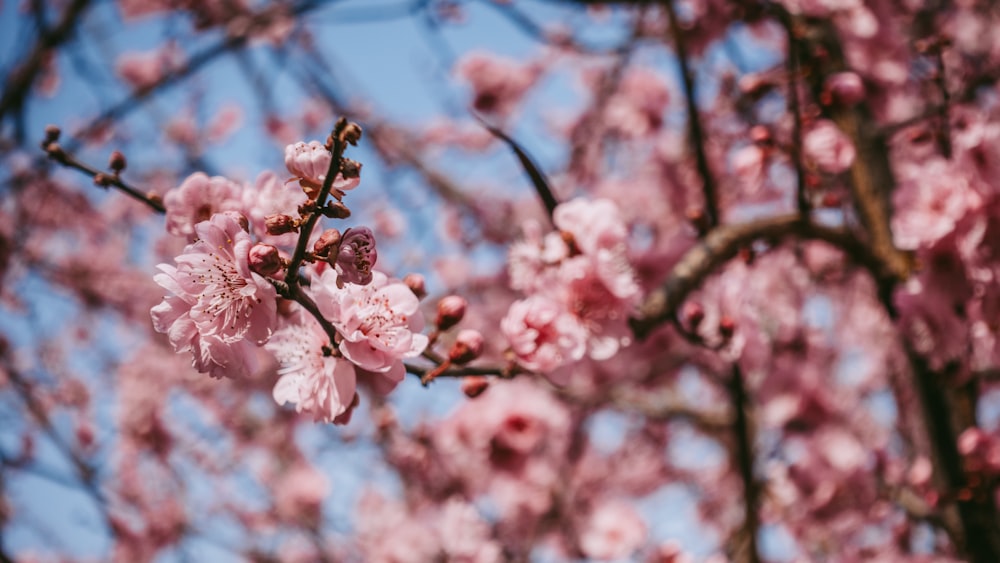 pink flowers are blooming on the branches of a tree