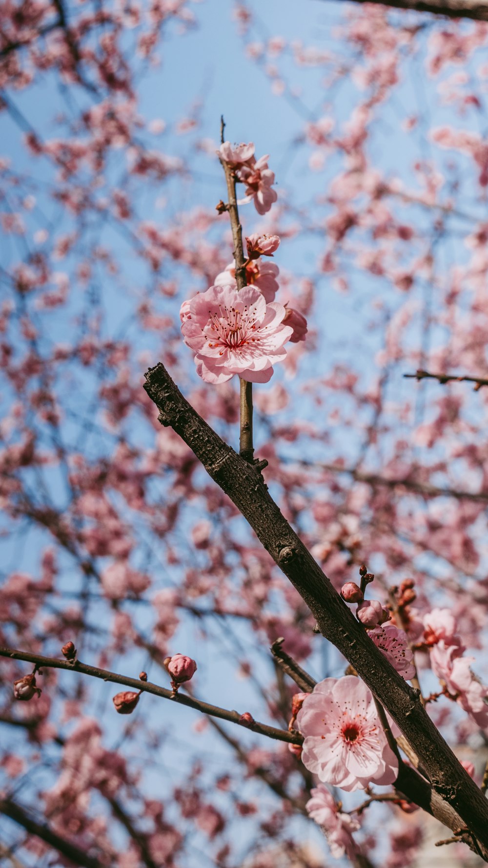 pink flowers blooming on a tree with blue sky in the background