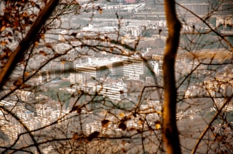 An urban landscape viewed through a web of bare branches and autumn leaves. The city features a mix of building types, set against a backdrop of hills. The image encapsulates a blend of natural and man-made elements.