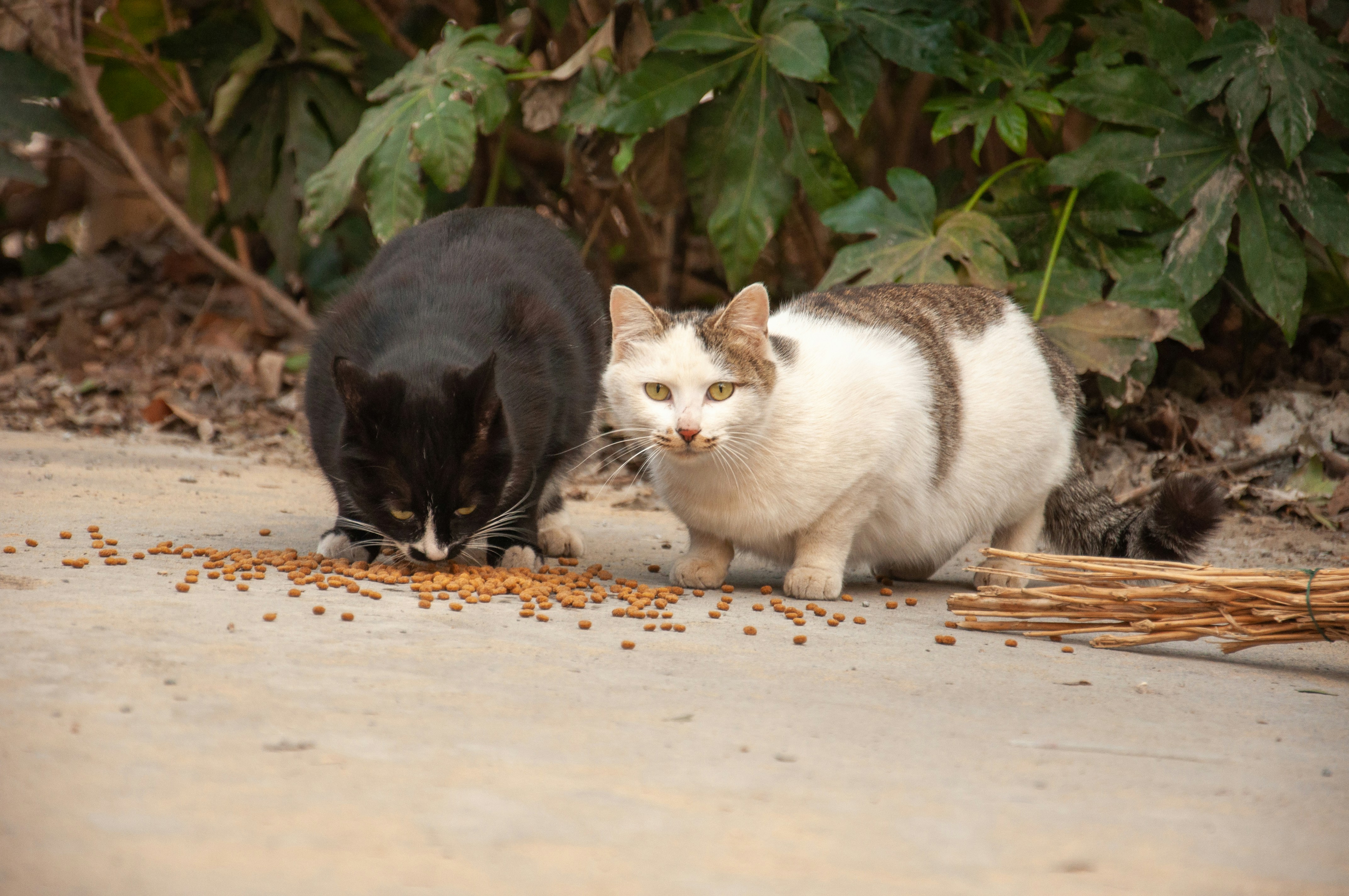 Savannah and Bengal cats playing with toys