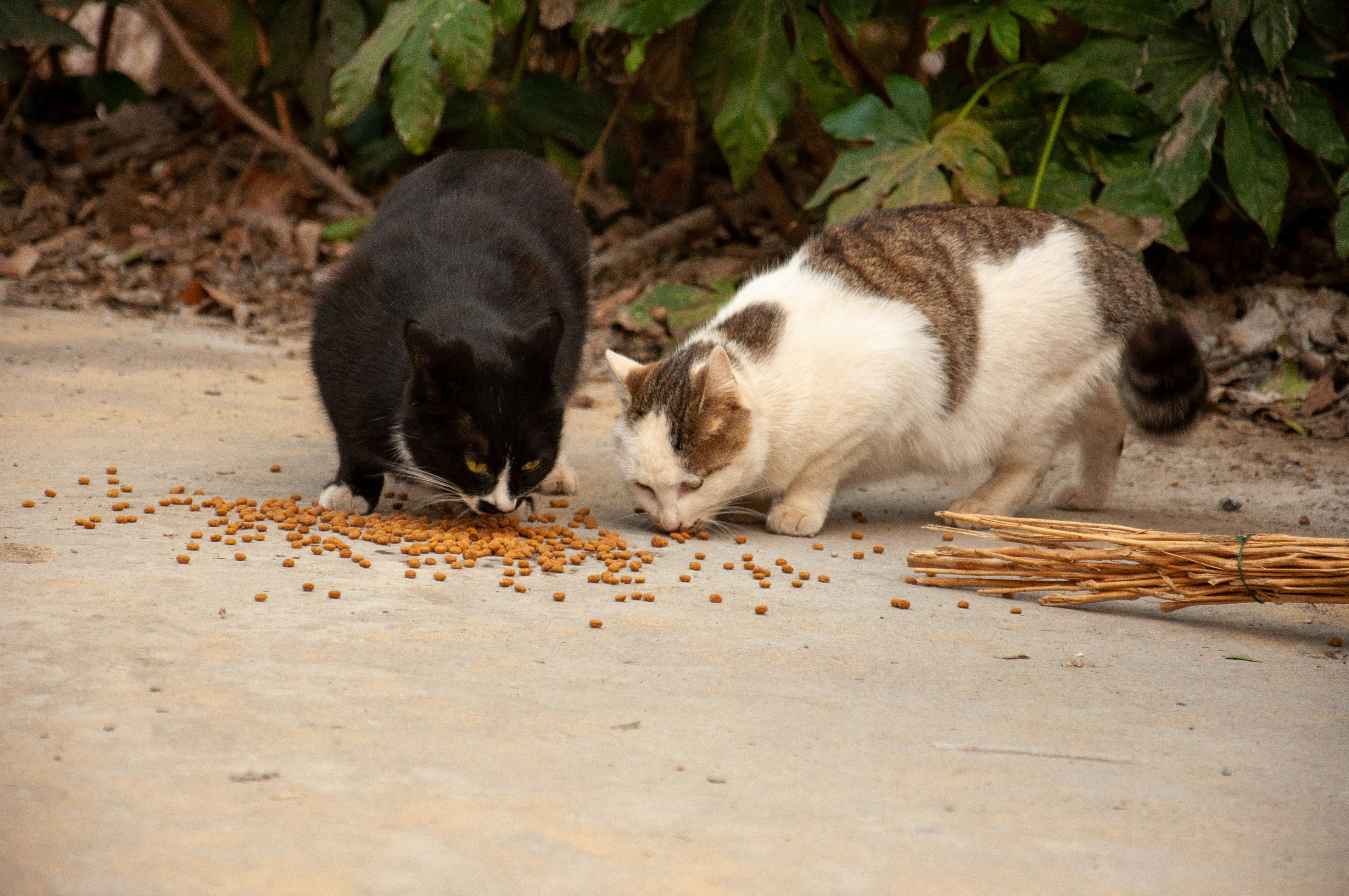 two cats eating food out of a bowl