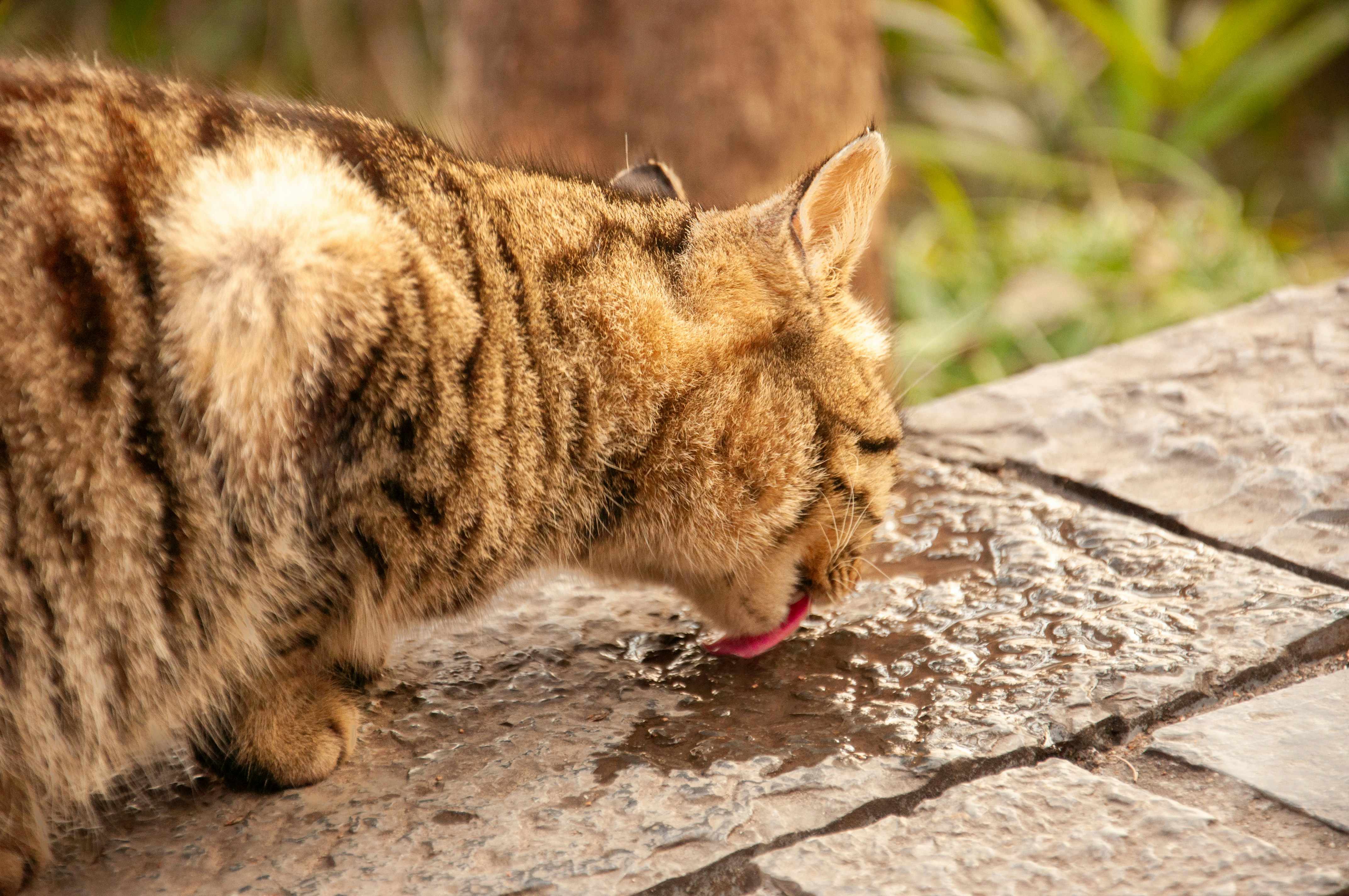 a cat drinking water out of a puddle