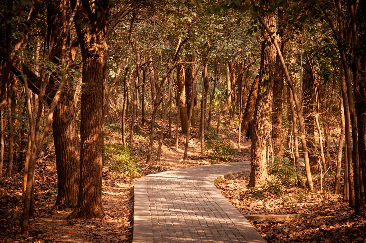 Waldweg als Symbol für Schritt-für-Schritt-Ausdauer beim Rauchstopp