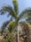 A tall palm tree with lush, green fronds against a clear blue sky. The trunk is slender and smooth, with some areas showing a textured pattern. Surrounding the tree, there is a mix of other vegetation and a concrete wall in the background. The ground is covered with various plants and shrubs, creating a natural and serene environment.