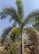 A tall palm tree with lush, green fronds against a clear blue sky. The trunk is slender and smooth, with some areas showing a textured pattern. Surrounding the tree, there is a mix of other vegetation and a concrete wall in the background. The ground is covered with various plants and shrubs, creating a natural and serene environment.