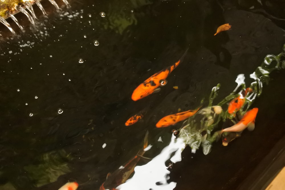 a group of orange fish swimming in a pond