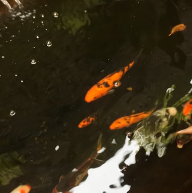 a group of orange fish swimming in a pond