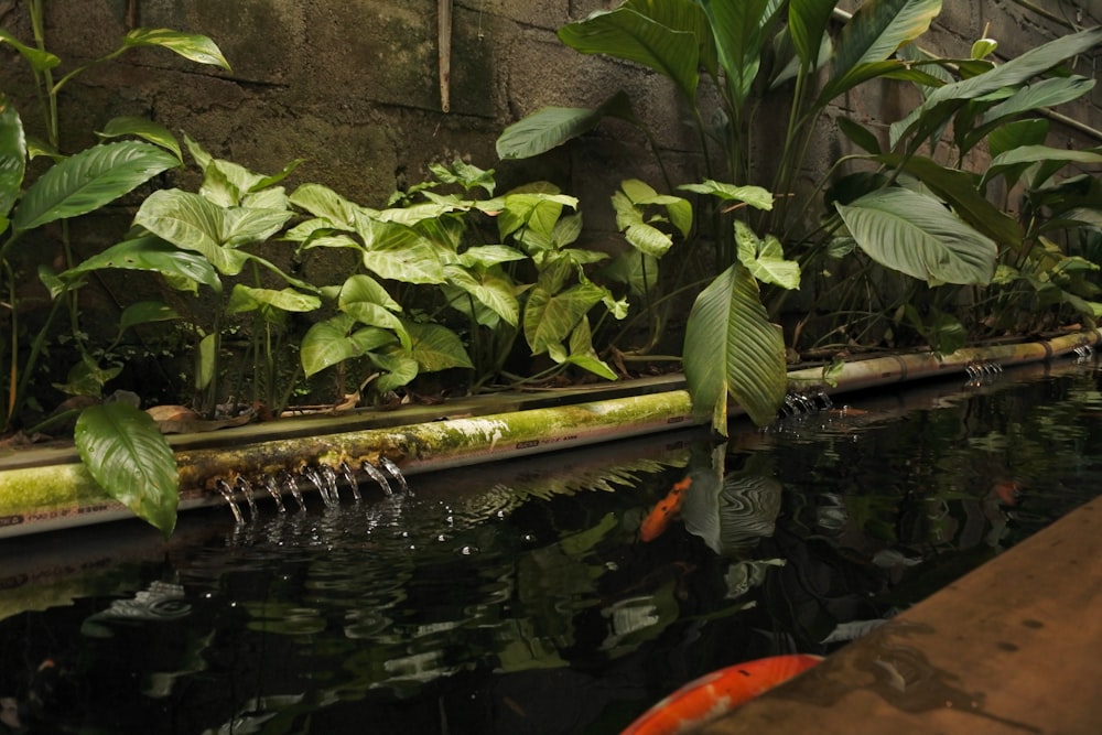 a pond filled with lots of plants next to a wall
