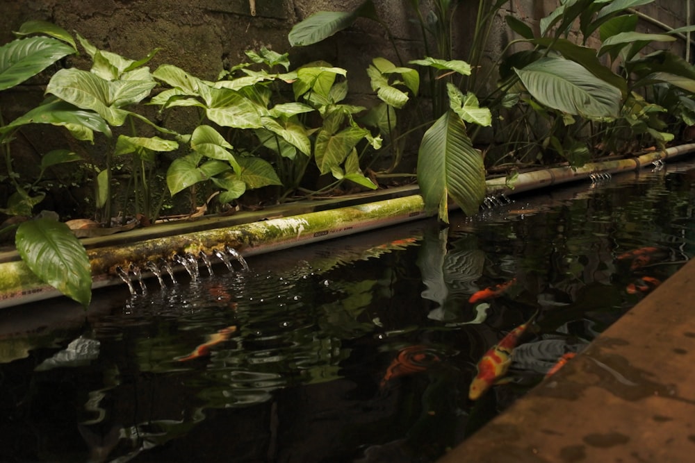 Un estanque lleno de mucha agua rodeado de plantas