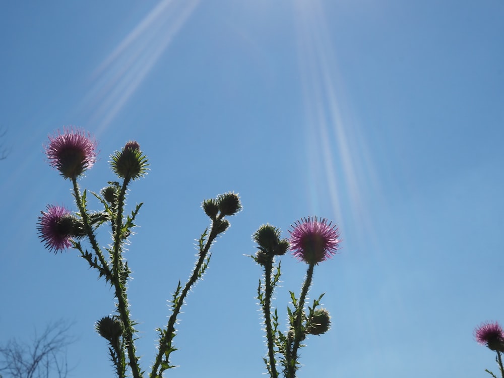 a plant with purple flowers and a bright blue sky in the background