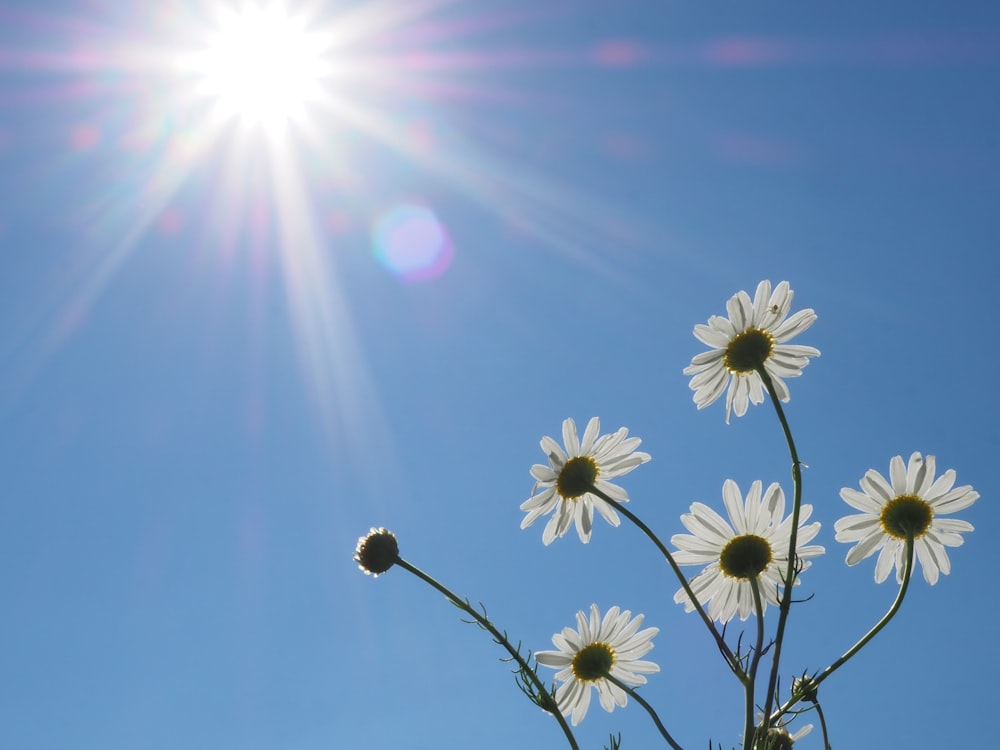 the sun shines brightly over a cluster of daisies
