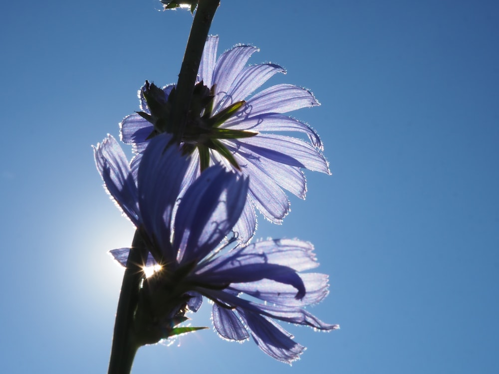 a blue flower with the sun in the background