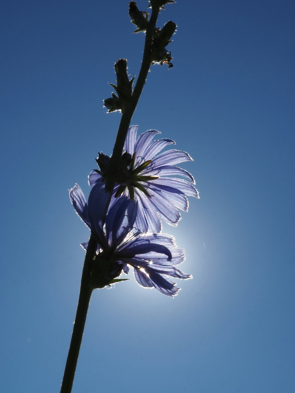 a purple flower with a blue sky in the background