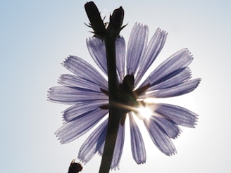 a close up of a flower with the sun in the background