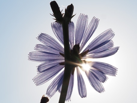 a close up of a flower with the sun in the background