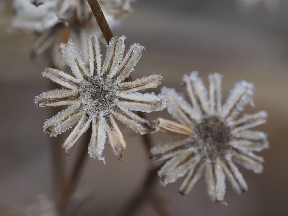 a close up of a flower with frost on it