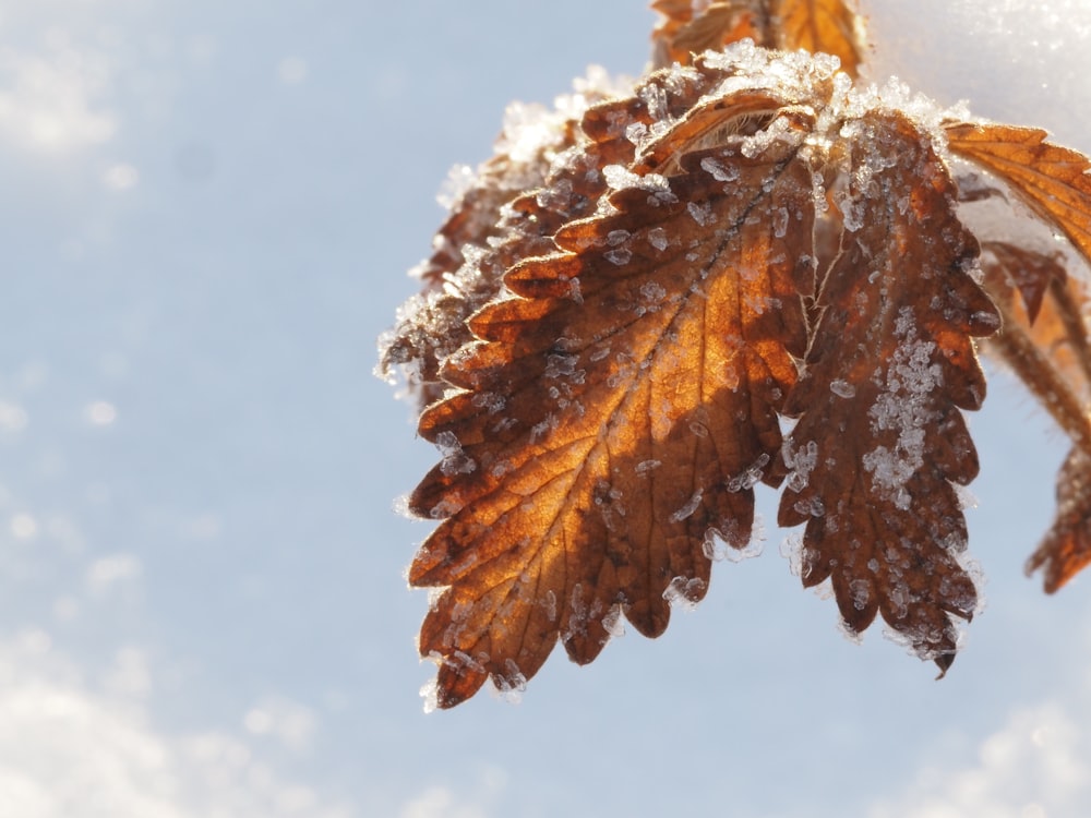 a close up of a leaf with snow on it