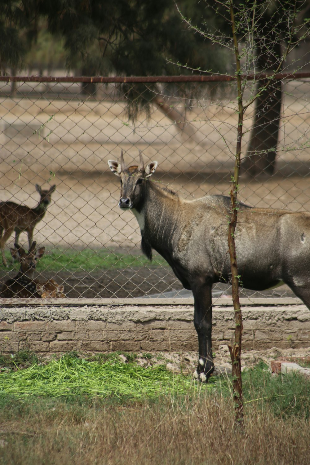 a couple of animals that are standing in the grass