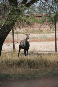 A lone antelope-like animal stands in front of a chain-link fence under a large tree. The background is a dry, grassy area with sparse vegetation, creating a natural, tranquil setting.