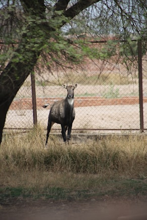 A lone antelope-like animal stands in front of a chain-link fence under a large tree. The background is a dry, grassy area with sparse vegetation, creating a natural, tranquil setting.
