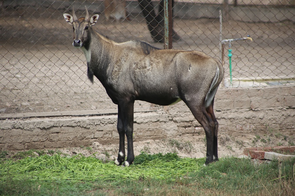 a large animal standing on top of a lush green field