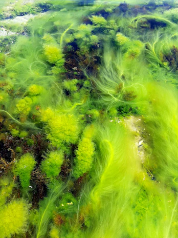 Close-up of vibrant green spirulina algae swirling in dark water under soft lighting.