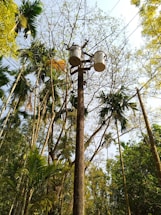 A utility pole with multiple electrical transformers is situated in the center of a lush, green forest area. Tall, slender trees with various shapes of leaves surround the pole, with some branches appearing dry and others full of green foliage. Cables from the transformers run through the branches, blending into the natural environment. The sky above is mostly clear with a hint of blue.