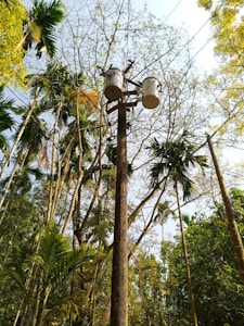 A utility pole with multiple electrical transformers is situated in the center of a lush, green forest area. Tall, slender trees with various shapes of leaves surround the pole, with some branches appearing dry and others full of green foliage. Cables from the transformers run through the branches, blending into the natural environment. The sky above is mostly clear with a hint of blue.