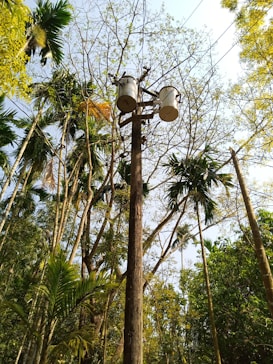 A utility pole with multiple electrical transformers is situated in the center of a lush, green forest area. Tall, slender trees with various shapes of leaves surround the pole, with some branches appearing dry and others full of green foliage. Cables from the transformers run through the branches, blending into the natural environment. The sky above is mostly clear with a hint of blue.