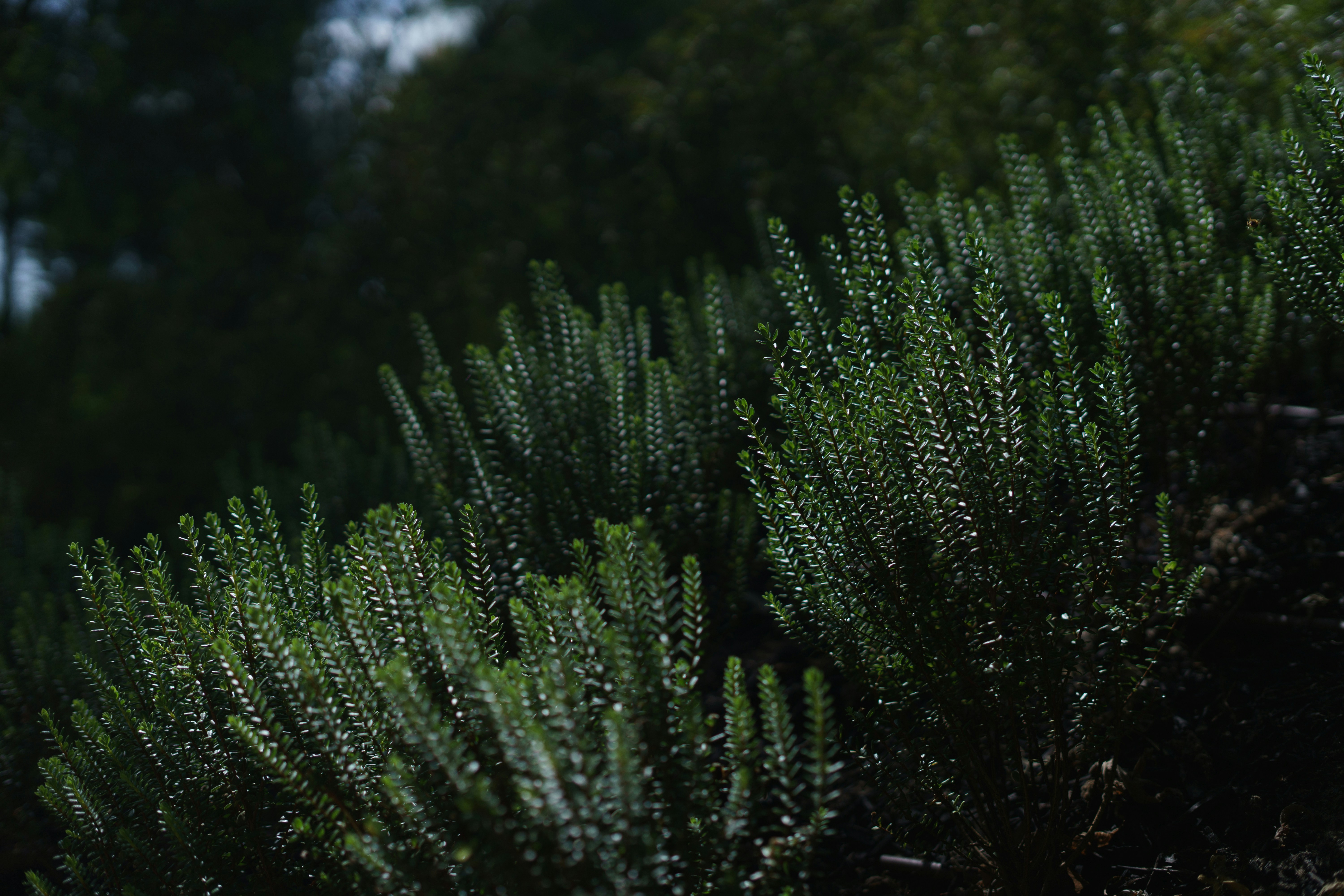 Photo by kenkuo_melb