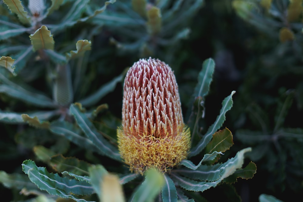 a close up of a flower on a tree