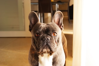 Bulldog Frances en casa