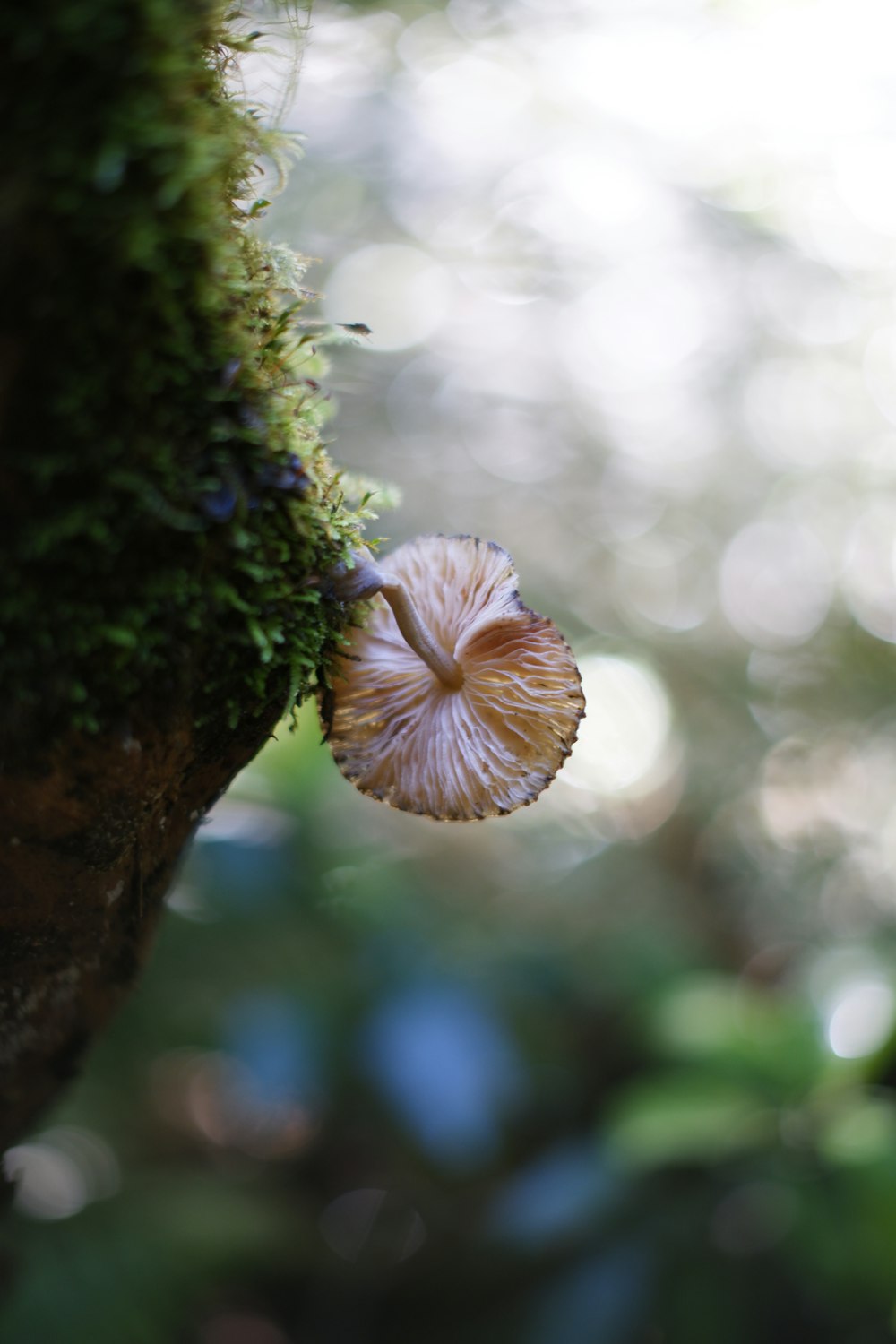 a mushroom growing on the side of a tree