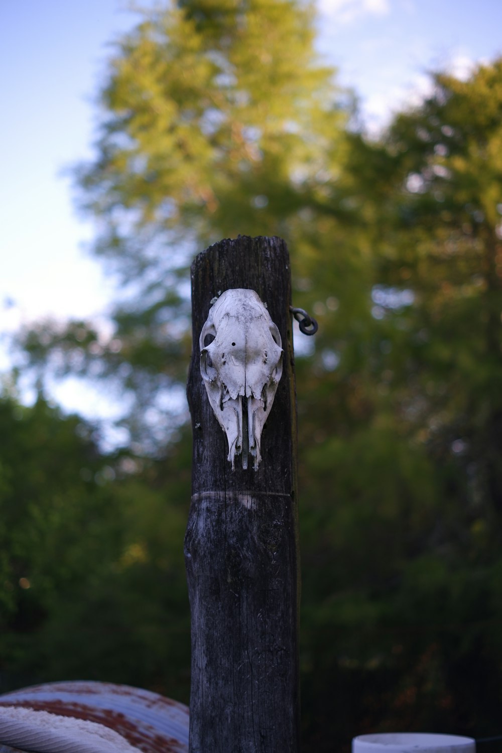 a sticker of a cow skull on a telephone pole