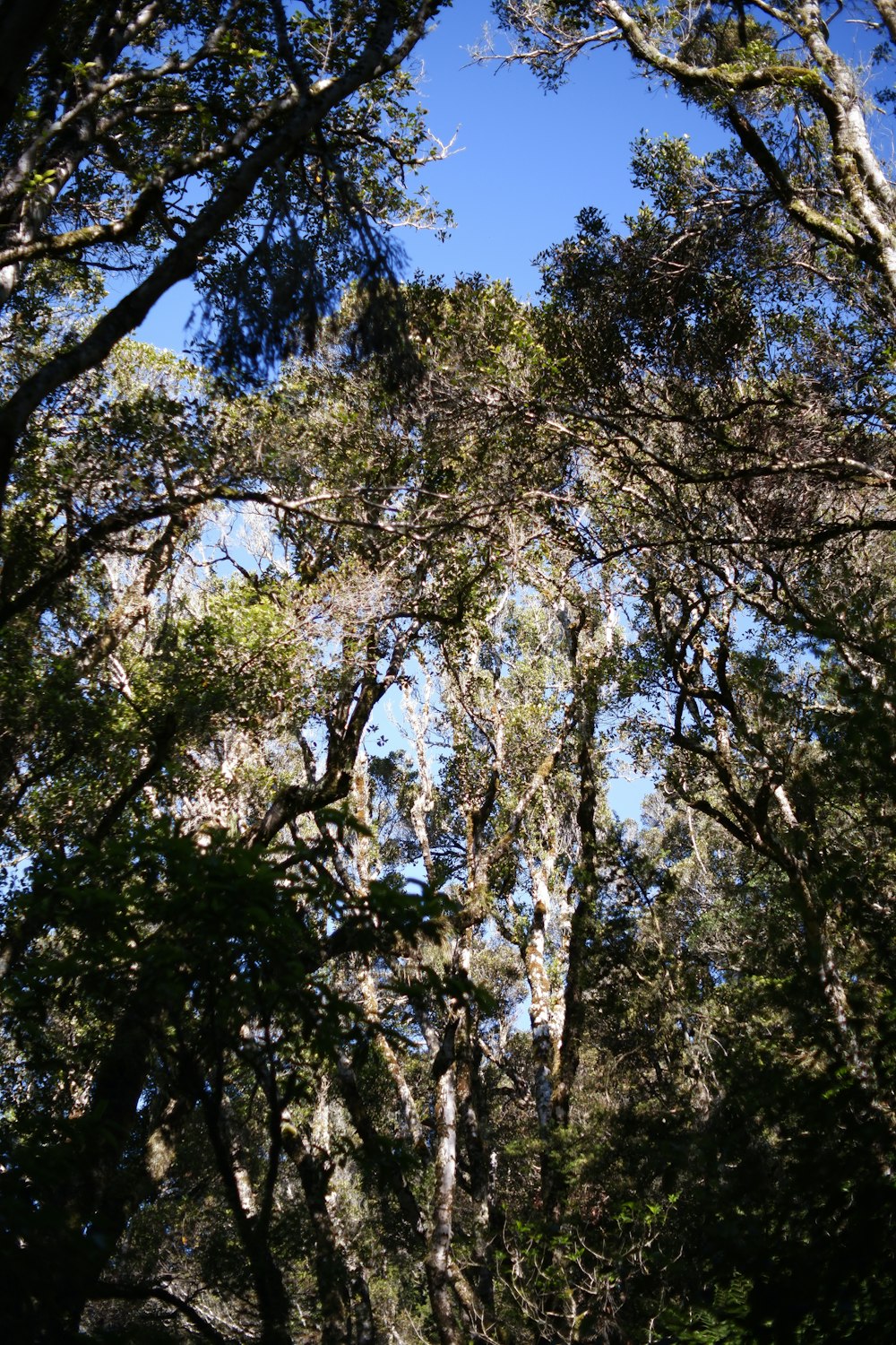 a forest filled with lots of tall trees