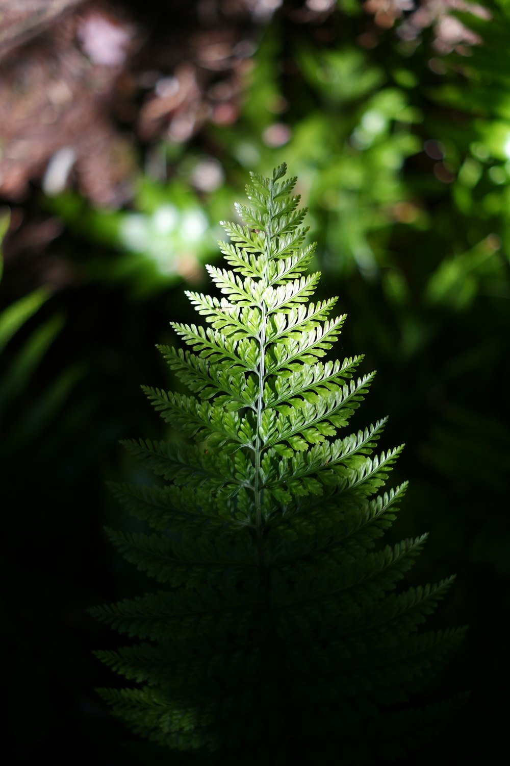 a close up of a green plant with leaves